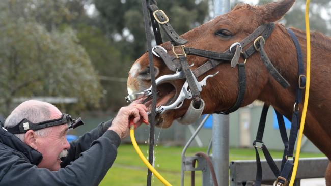 Horse Dentists can earn a fortune